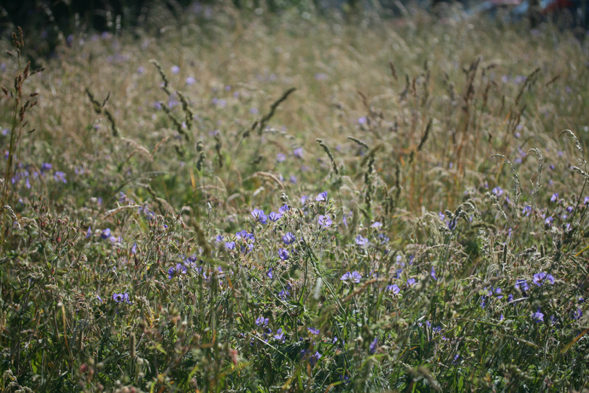 wildflowermeadow