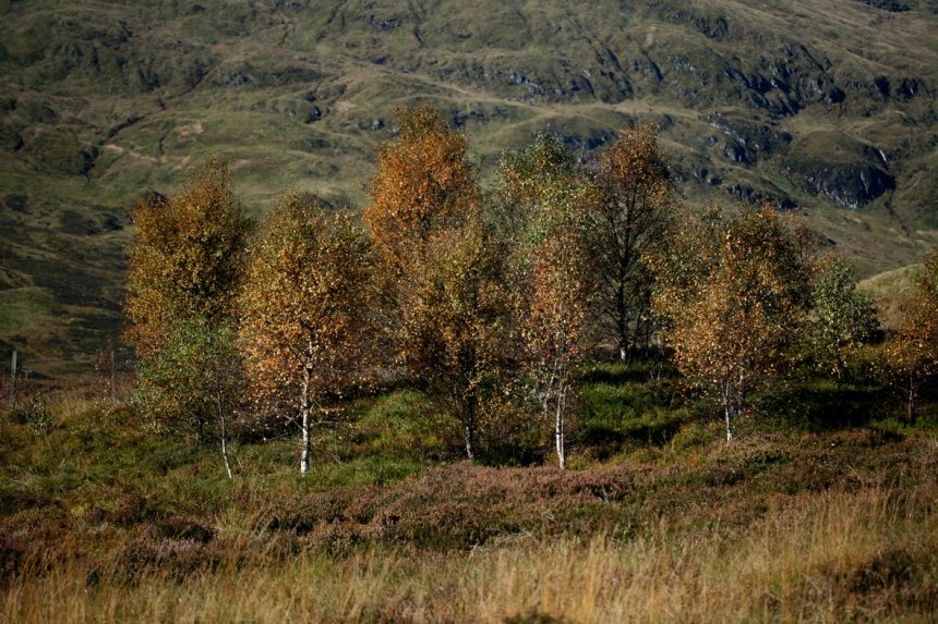 highlandbirches