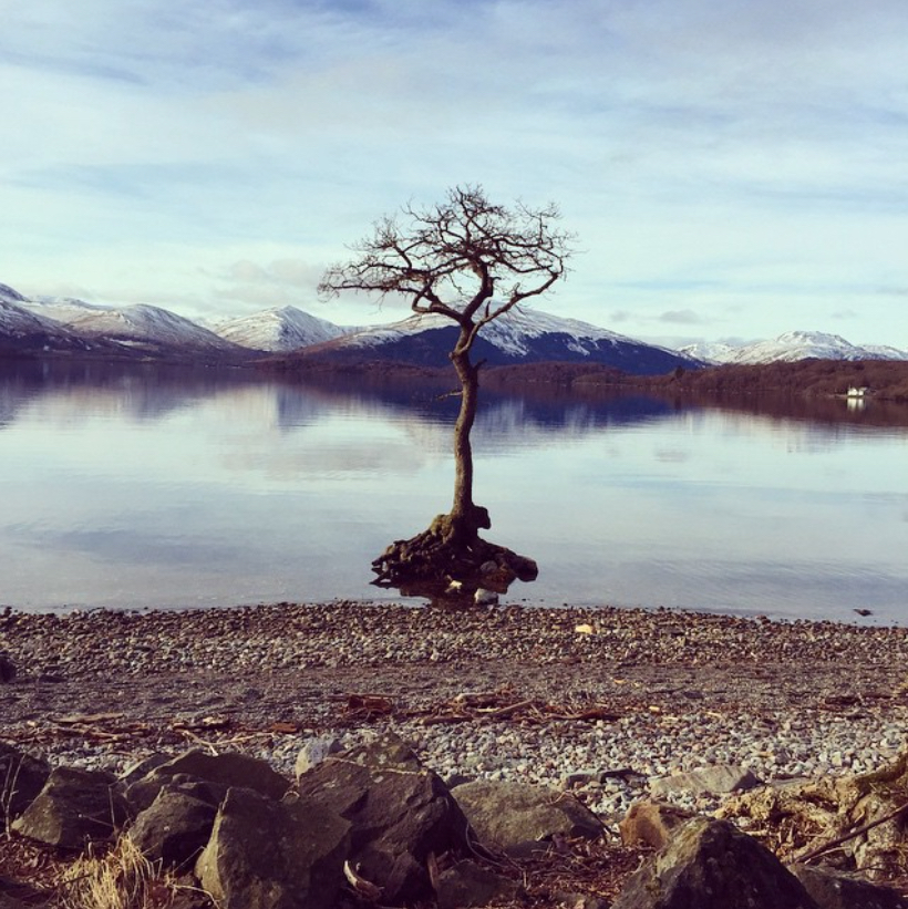 a year in the life of the Milarrochy oak