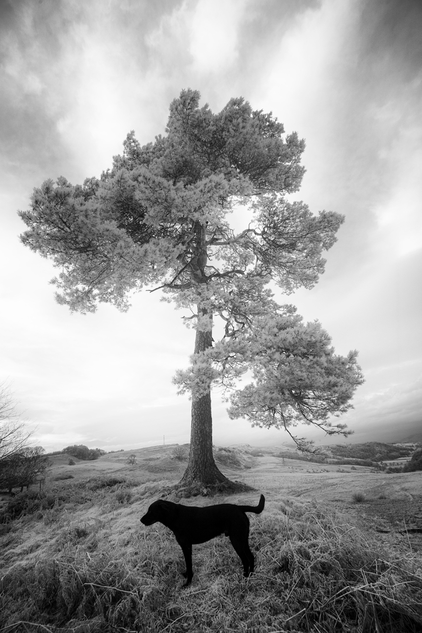 bruce-and-tree1-bw