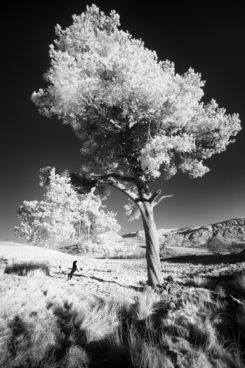 bruce-and-tree2-bw
