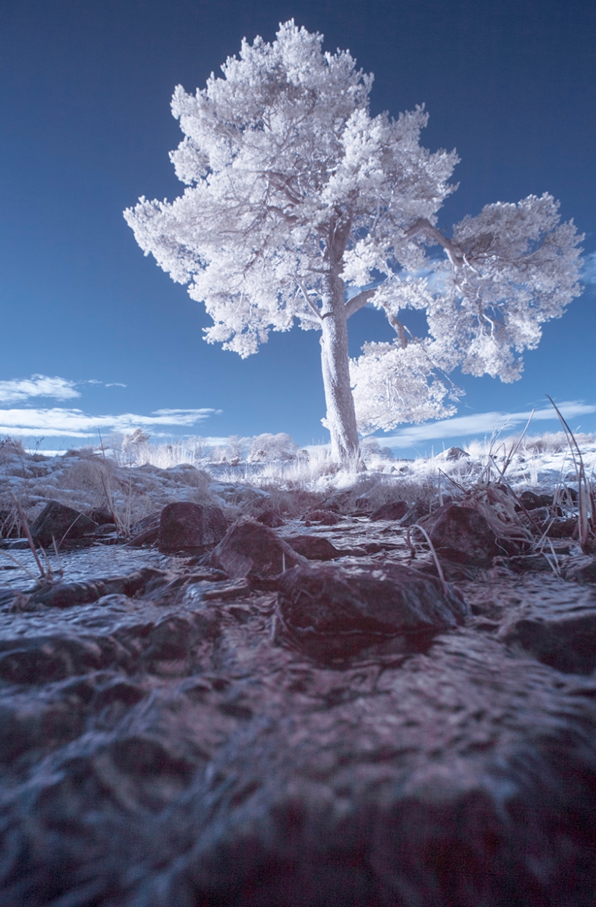 infrared-whw-tree7-copy