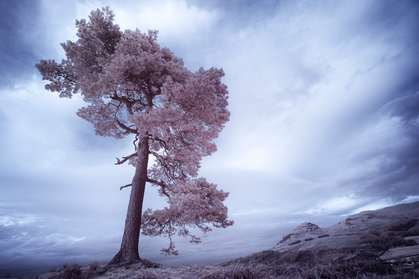 infrared-whw-trees12-copy