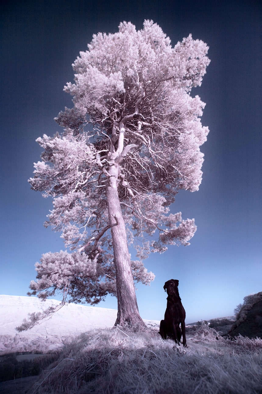 infrared-whw-trees14withbruce-copy