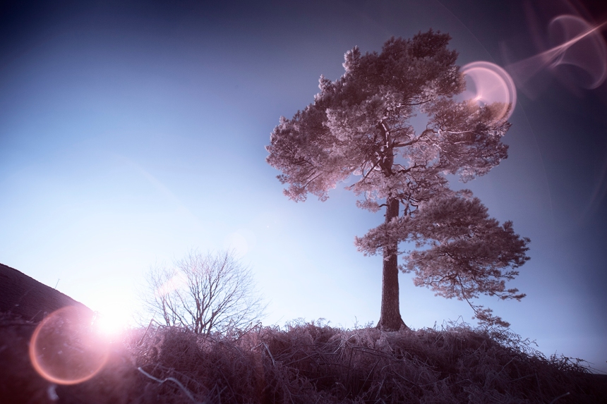 infrared-whw-trees16-copy