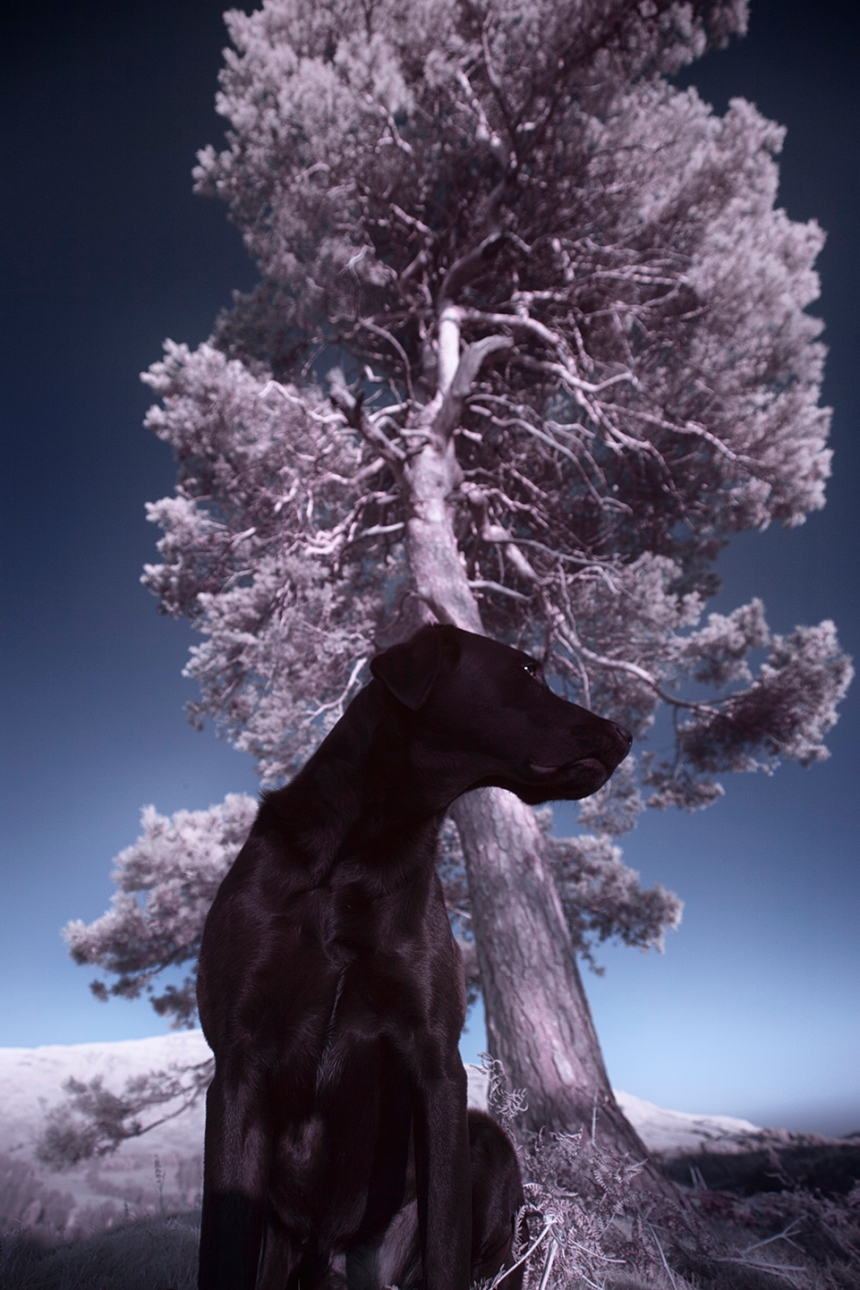 infrared-whw-trees17withbruce-copy