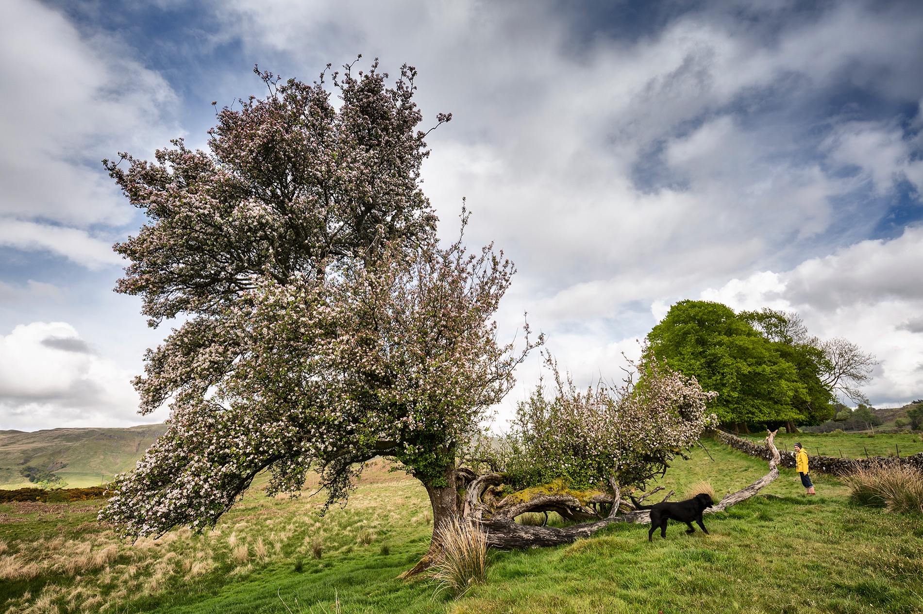 a walk to the lightning tree