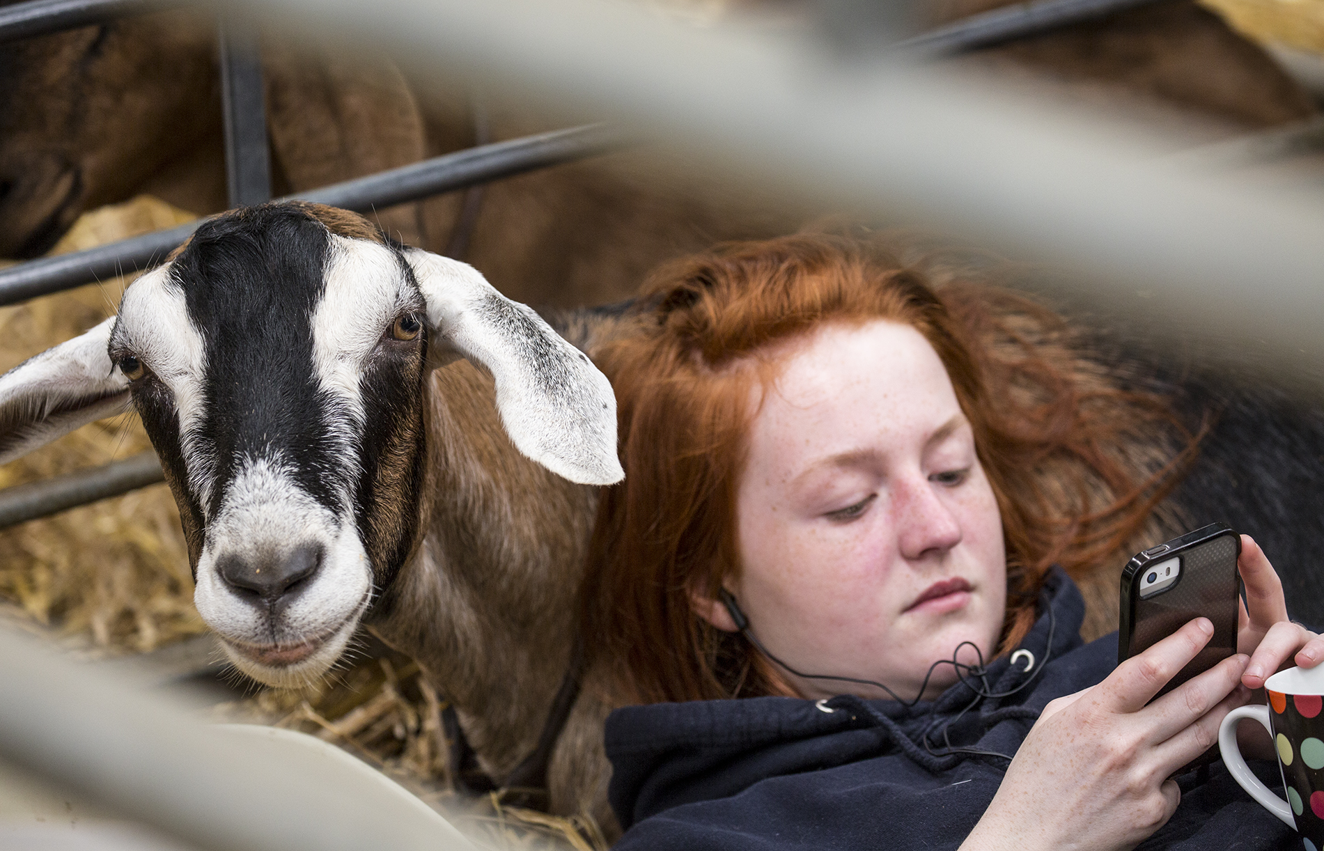 Scottish Smallholder Festival