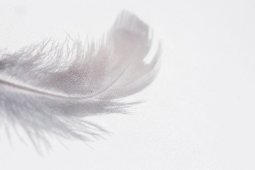 a feather