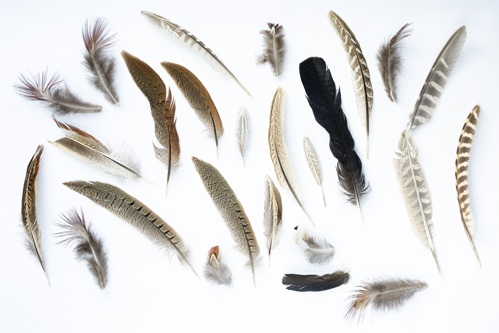 found feathers