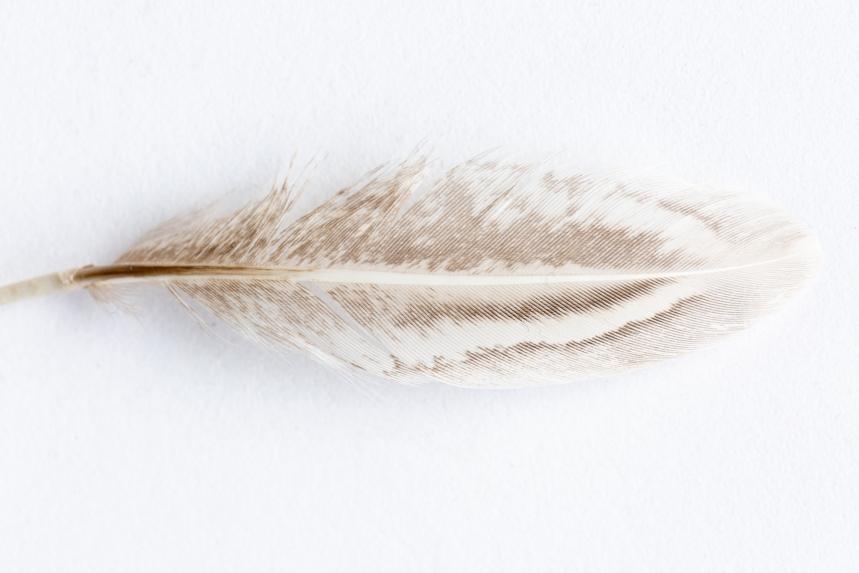 a feather