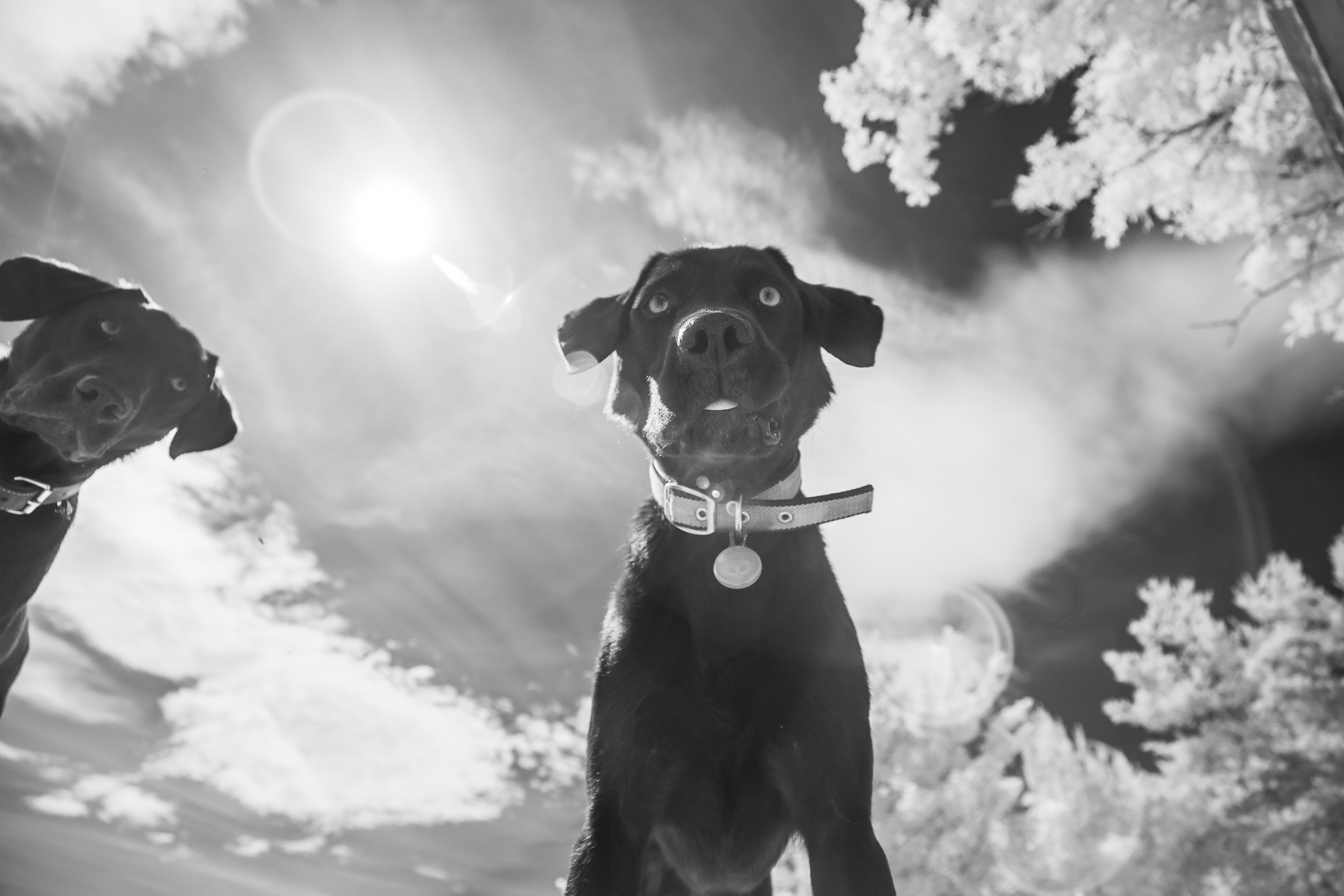 who throws the best shapes?