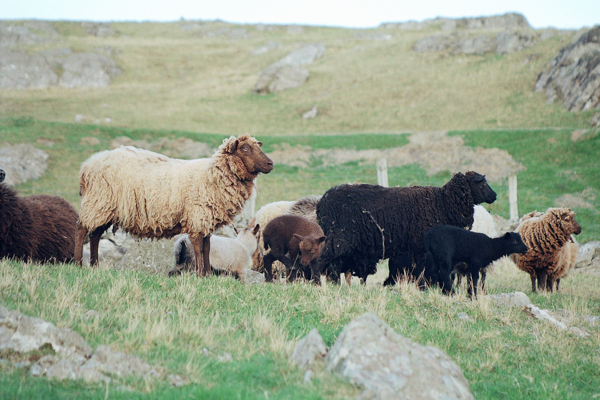 coloured sheep – Kate Davies