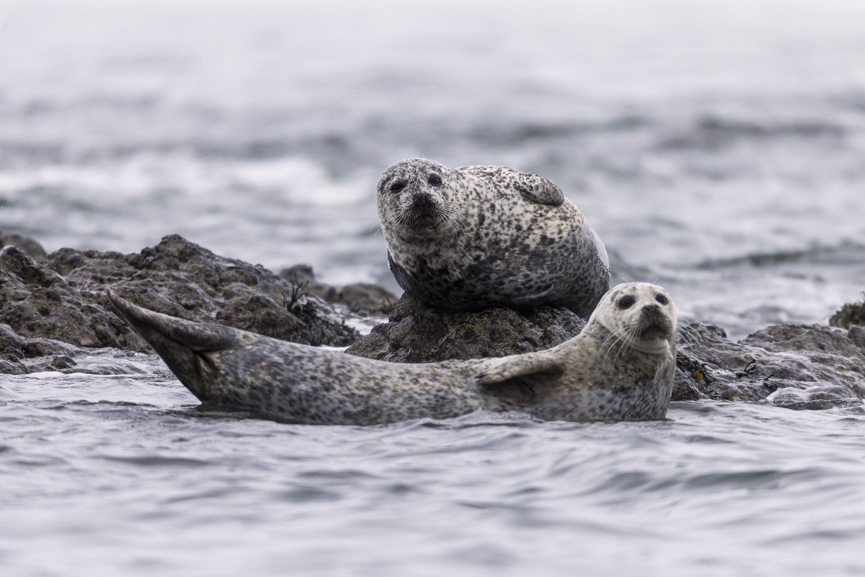 charismatic megafauna
