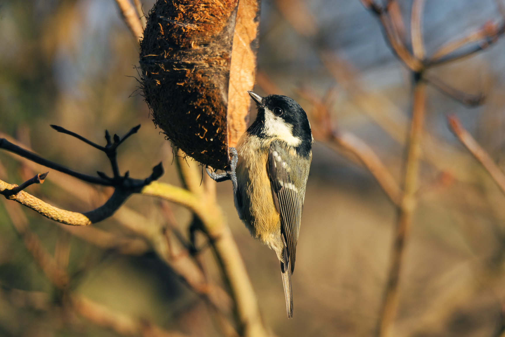 in the winter garden