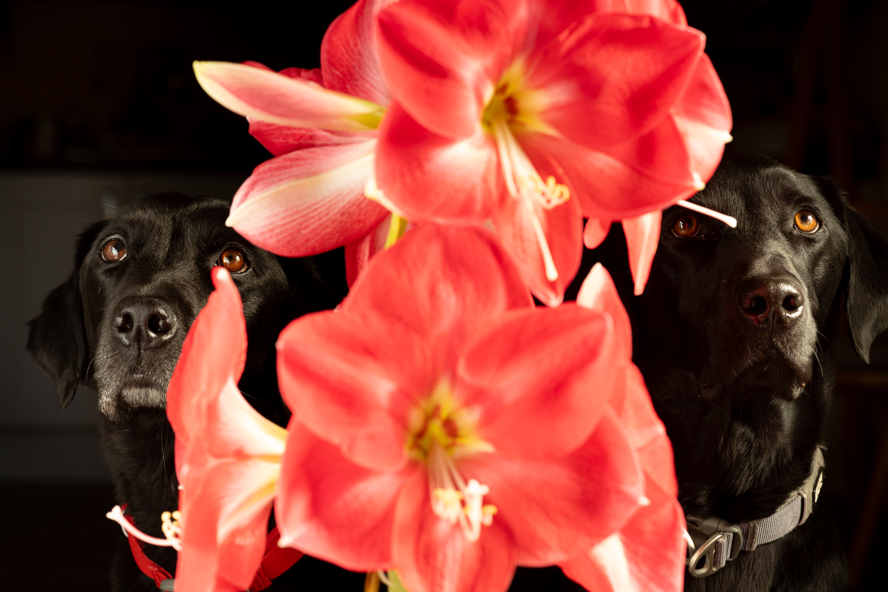 two dogs and an amaryllis