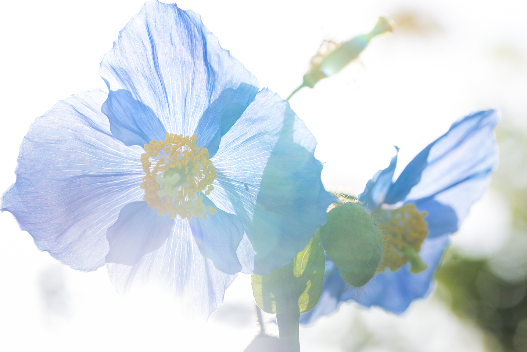 Meconopsis blue