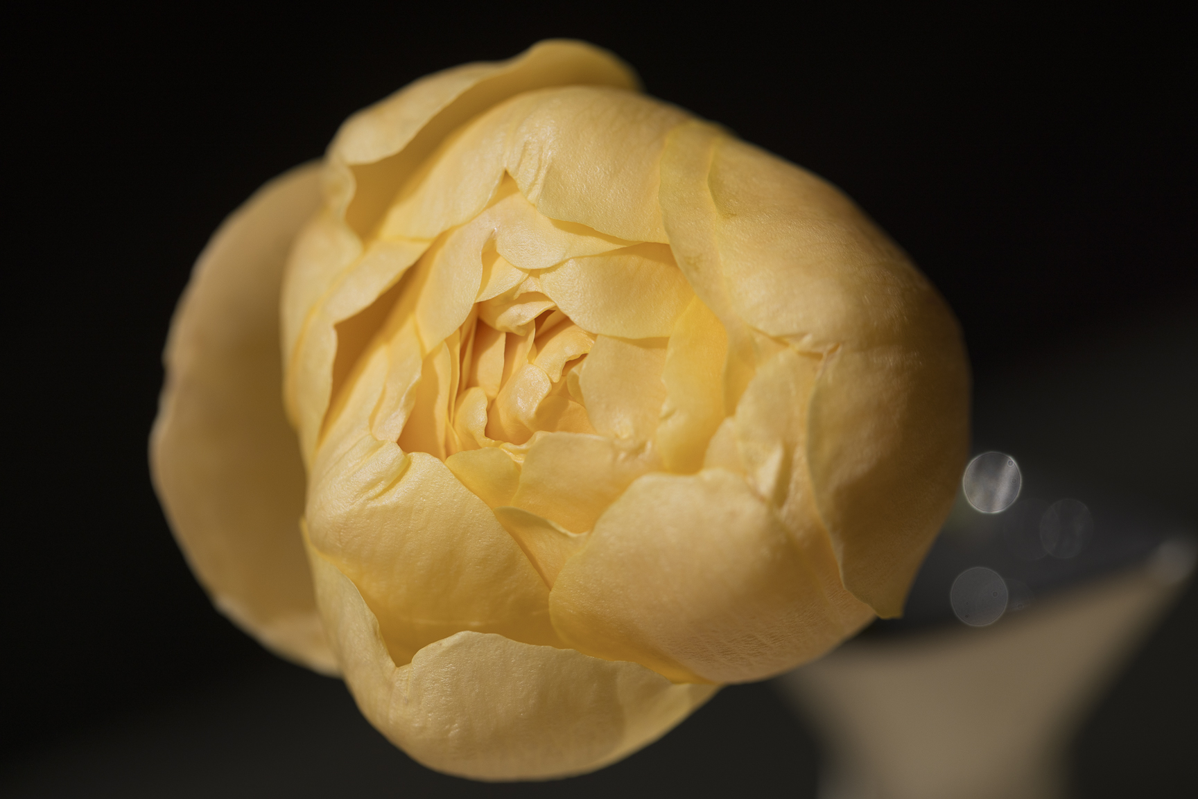the rose is obsolete